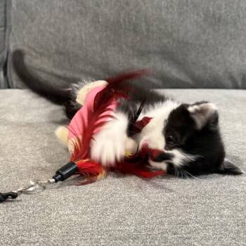 Miracle -  Domestic Short Hair Cat for Adoption in Oak Ridge, Tennessee - Miracle | PetCurious