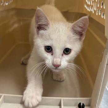 Avalanche -  Domestic Short Hair Cat for Adoption in Manhattan, Kansas - Avalanche | PetCurious