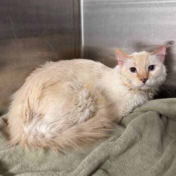 Rescue Domestic Short Hair Cats for Adoption in Austin, Texas - Flannel | PetCurious