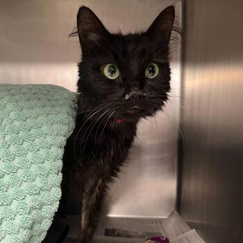 Smokey -  Domestic Medium Hair Cat for Adoption in Chicago, Illinois - Smokey | PetCurious