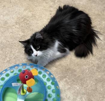 Domestic Long Hair Cats Available for Adoption in Maineville, Ohio - Gem | PetCurious