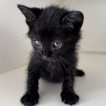 Saoirse -  Domestic Short Hair Cat for Adoption in San Pablo, California - Saoirse | PetCurious