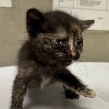 Domestic Short Hair Cats Available for Adoption in Yuma, Arizona - Neptune | PetCurious