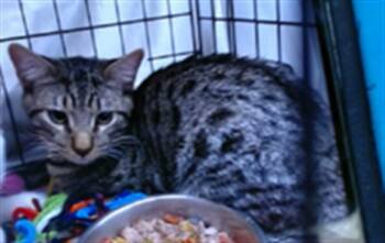 Rescue Domestic Short Hair Cats for Adoption in Ontario, California - REESE | PetCurious