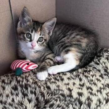Rigby -  Domestic Short Hair Cat Available for Adoption in Walker, Michigan - Rigby | PetCurious