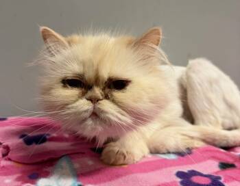 Rescue Persian Cats for Adoption in Lemoore, California - Frida | PetCurious