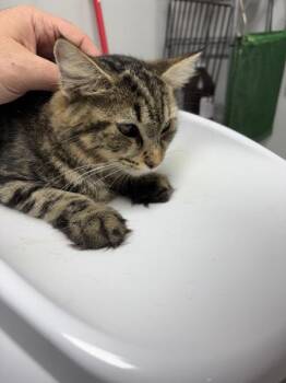 If 11c Ellie -  Domestic Medium Hair Cat for Adoption in Lawrenceville, Georgia - If 11c Ellie | PetCurious