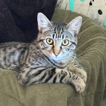 Domestic Short Hair Cats Available for Adoption in Durham, North Carolina - Turbo | PetCurious