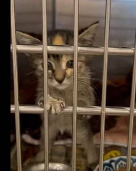 Rescue Domestic Short Hair Cats for Adoption in Bloomsdale, Missouri - Hazel | PetCurious