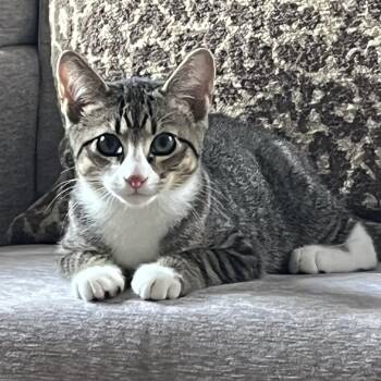 Preston -  Domestic Short Hair Cat for Adoption in Woodbridge Township, New Jersey - Preston | PetCurious
