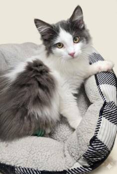 Domestic Medium Hair Cats Available for Adoption in Bedford, Indiana - Twixxy | PetCurious