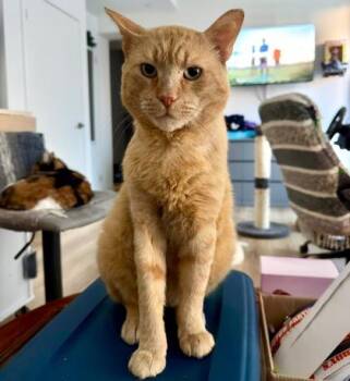 Barley (FIV positive) -  Tabby and Domestic Short Hair Cat for Adoption in Vaughan, Ontario - Barley (FIV Positive) | PetCurious