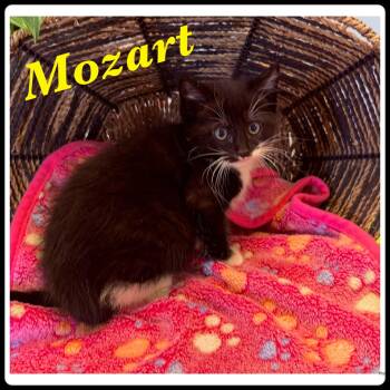 Mozart -  Domestic Medium Hair Cat for Adoption in Ashland, Kentucky - Mozart | PetCurious