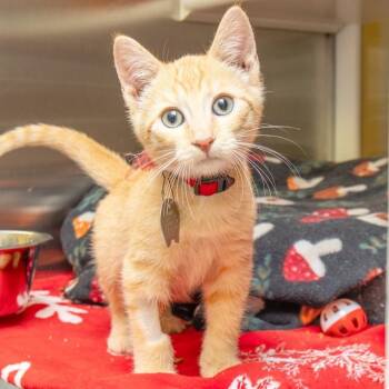 ELENA -  Domestic Short Hair Cat for Adoption in St. Louis, Missouri - ELENA | PetCurious
