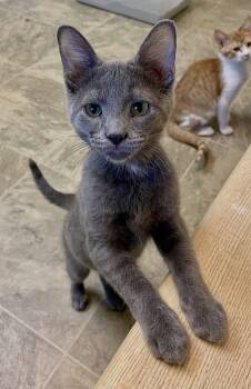 Jabber -  Domestic Short Hair Cat for Adoption in Fargo, North Dakota - Jabber | PetCurious