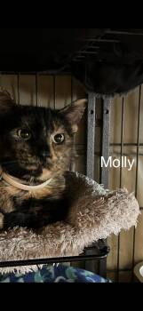 Domestic Short Hair Cats Available for Adoption - Molly | PetCurious