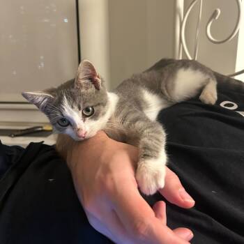 Rescue Domestic Short Hair Cats for Adoption in New York, New York - Bucky | PetCurious