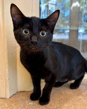Garth -  Domestic Short Hair Cat for Adoption in Novato, California - Garth | PetCurious
