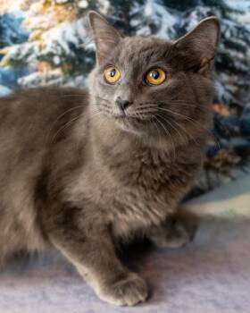 Domestic Medium Hair Cats Available for Adoption - Charlie | PetCurious