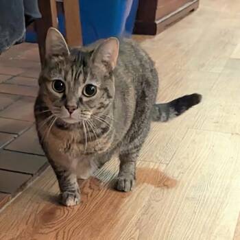Rescue Tabby Cats for Adoption - Meowke | PetCurious