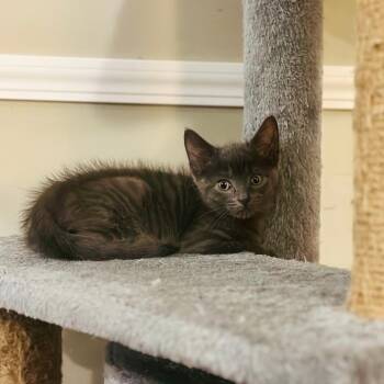 Rescue Domestic Short Hair Cats for Adoption in Marion, North Carolina - Greg (Community Assist) | PetCurious