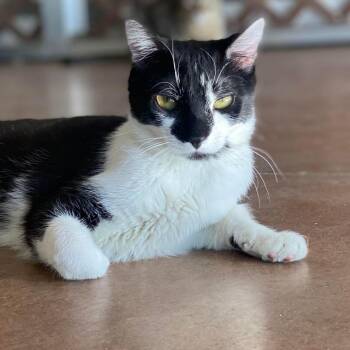 Domestic Short Hair Cats Available for Adoption - Mapache | PetCurious