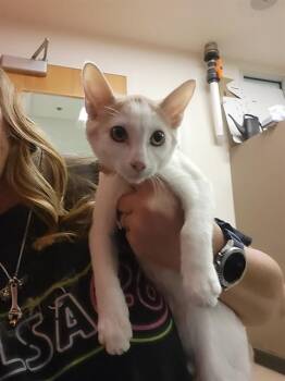 WAFFLE -  Domestic Short Hair Cat for Adoption in Albuquerque, New Mexico - WAFFLE | PetCurious