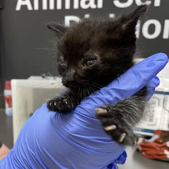 Domestic Short Hair Cats Available for Adoption in Columbus, Georgia - 05/27/2026-Stray-14thAvenue-1 | PetCurious