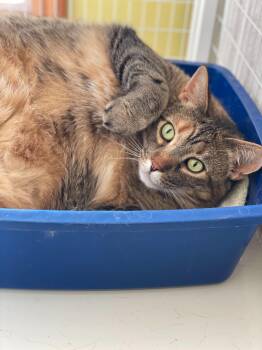 Whopper -  Domestic Short Hair Cat for Adoption in Cortland, New York - Whopper | PetCurious