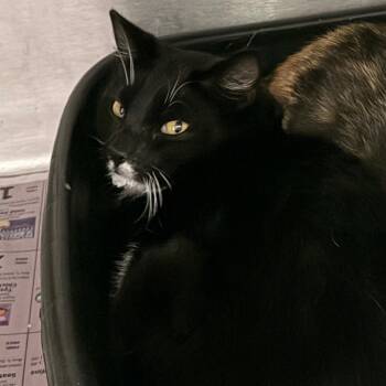 Domestic Short Hair Cats Available for Adoption - Trista | PetCurious