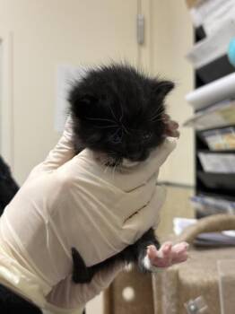 MOTLEY -  Domestic Short Hair Cat for Adoption in Riverside, California - MOTLEY | PetCurious