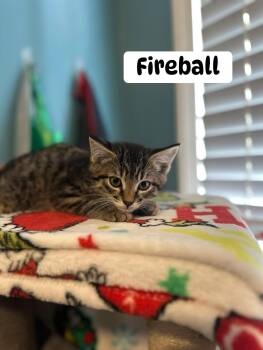 Fireball -  Tabby Cat for Adoption in Clarksville, Tennessee - Fireball | PetCurious