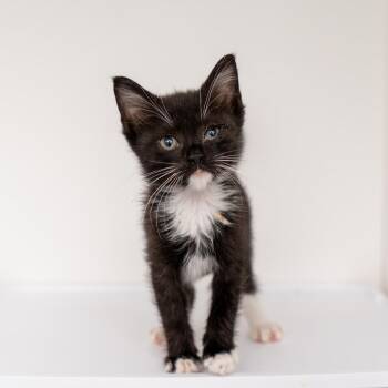 Siren -  Domestic Short Hair Cat for Adoption in New York, New York - Siren | PetCurious