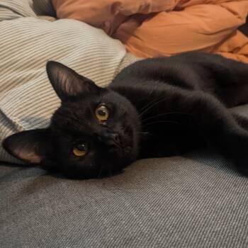 Rescue Domestic Short Hair Cats for Adoption in Los Altos, California - Cinder - Female Kitten | PetCurious