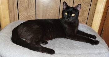 Kilauea -  Domestic Short Hair Cat for Adoption in Indiana, Pennsylvania - Kilauea | PetCurious