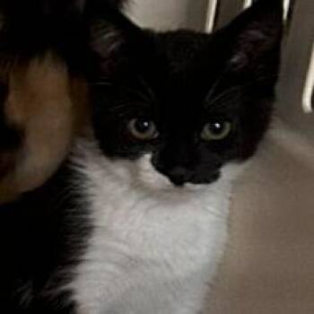 5B Kumiko Roswell -  Domestic Short Hair Cat for Adoption in Denver, Colorado - 5B Kumiko Roswell | PetCurious