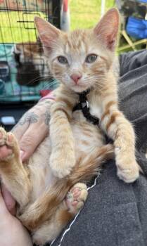 Orion -  Domestic Short Hair Cat for Adoption in Lemont, Illinois - Orion | PetCurious