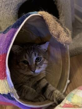 Ty -  Domestic Short Hair Cat for Adoption in Virginia Beach, Virginia - Ty | PetCurious
