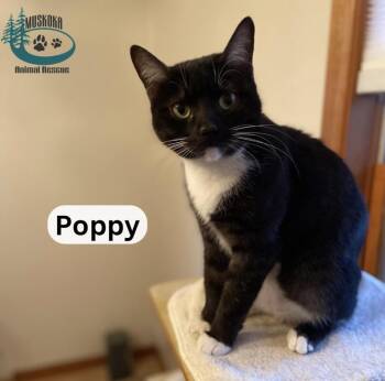 Rescue Domestic Short Hair Cats for Adoption in Huntsville, Ontario - Poppy! | PetCurious