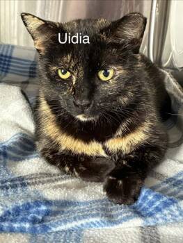 Domestic Short Hair Cats Available for Adoption - Vidia | PetCurious