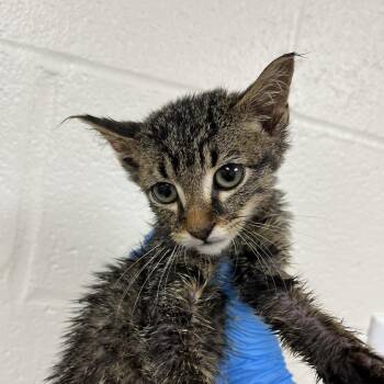 SVAS-Stray-38922 -  Domestic Short Hair Cat for Adoption in Lyndhurst, Virginia - SVAS-Stray-38922 | PetCurious