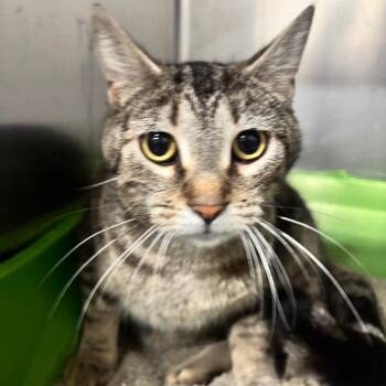 Lily 38C26 -  Domestic Short Hair Cat Available for Adoption in Napoleon, Ohio - Lily 38C26 | PetCurious