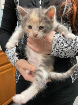 Domestic Medium Hair Cats Available for Adoption - Prairie Dawn | PetCurious