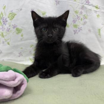 Poe -  Domestic Short Hair Cat for Adoption in Bear, Delaware - Poe | PetCurious