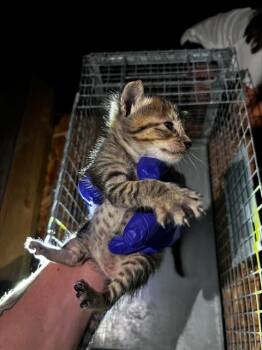 Rescue Domestic Medium Hair Cats for Adoption in Dallas, Texas - PUMPKIN | PetCurious