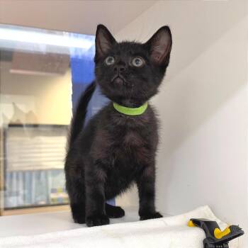 Taurus (GRN) -  Domestic Short Hair Cat for Adoption in League City, Texas - Taurus (GRN) | PetCurious