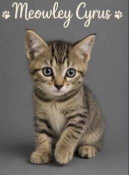 Meowly Cyrus -  Domestic Short Hair Cat for Adoption in Blanchard, Oklahoma - Meowly Cyrus | PetCurious