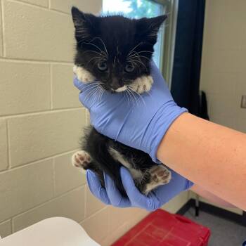 Metallica -  Domestic Short Hair Cat for Adoption in Charlottesville, Virginia - Metallica | PetCurious