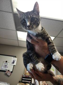 A143108 -  Domestic Short Hair Cat for Adoption in Burbank, California - A143108 | PetCurious