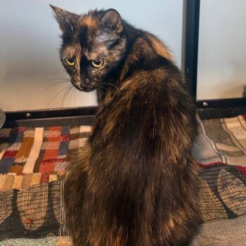 Elenor -  Domestic Short Hair Cat for Adoption in Anderson, Texas - Elenor | PetCurious
